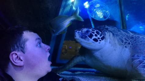 Vip Turtle Feeding Experience Sea Life Manchester Sjbbvideos Youtube