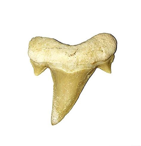 Купить Authentic Fossilized Prehistoric Shark Tooth From Morocco