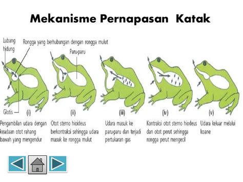 Cara Kerja Organ Pernapasan Pada Ikan