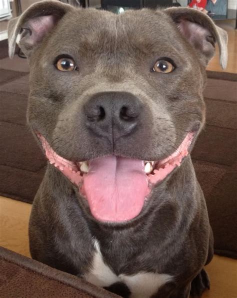 What A Beautiful Smile Nanny Dog Dog Breeds Beautiful Dogs