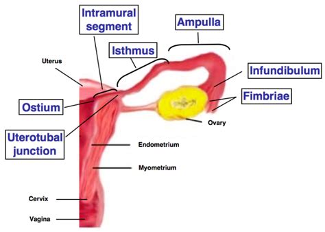 fallopian tubes anatomy