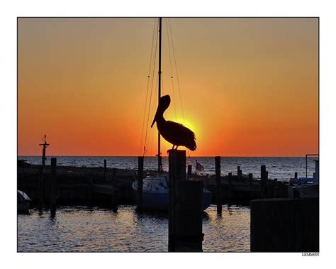 Pelican Sunset Photograph By Mark Lemmon