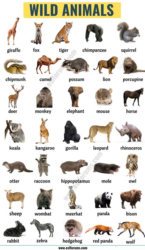 Wild Animals List Of 140 Wild Animals Names In English Esl Forums