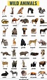 Wild Animals: List of 140+ Wild Animals Names in English - ESL Forums
