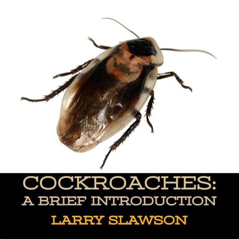 Spanish Cockroaches Facts Roach Cockroach Insect