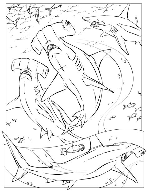 Great Hammerhead Shark Drawing At Getdrawings Free Download