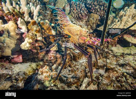 The Banded Spiny Lobster Panulirus Marginatus Is An Endemic Species