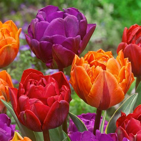 Tulip Orange Princess Mirror Garden Offers