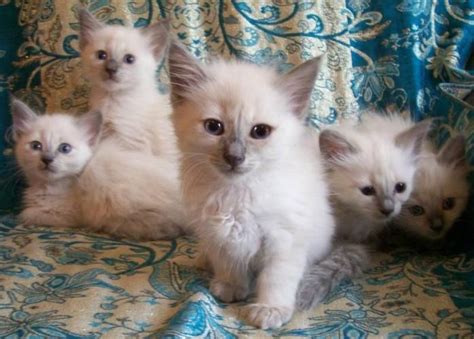 My cat shrek wants me to stroke him in and has a very cute way of demanding it. lilac point Siamese kittens, miss Gracie | Siamese kittens ...