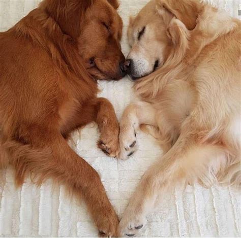 Two Brown Dogs Laying On Top Of A Bed Next To Each Other With Their