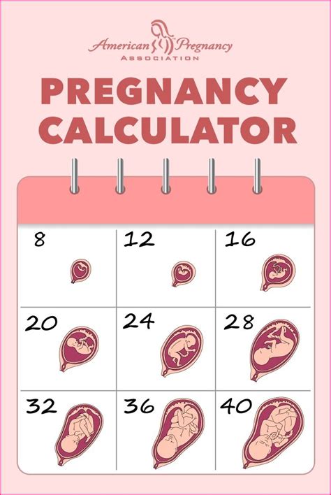 pregnancy calendar weeks ten free printable calendar sexiezpicz web porn