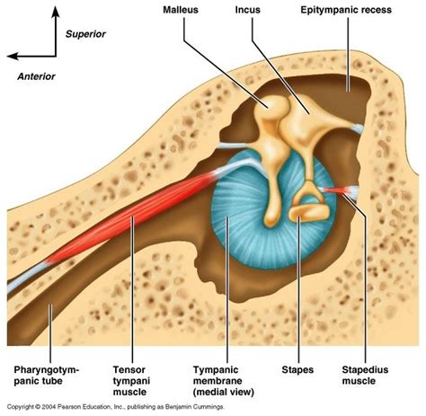 Ch 15 Middle Ear Middle Ear Ear Anatomy Nervous System Anatomy