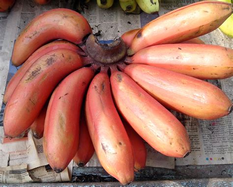 Red Bananas Health Benefits Natural And Healthy Life Guide With