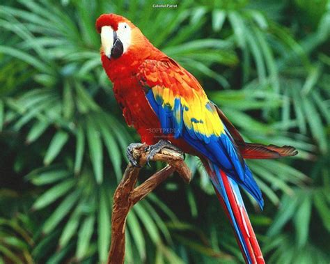 Pictures Top Ten Beautiful Birds Top 10 Parrot Wallpaper Parrot