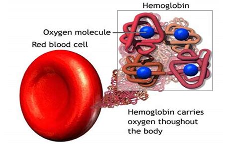 10 Facts On Normal Hemoglobin Levels Thrombocytes