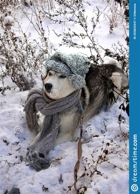 A Dog In A Hat And A Scarf Lies In The Snow Among The Grass In Ambush