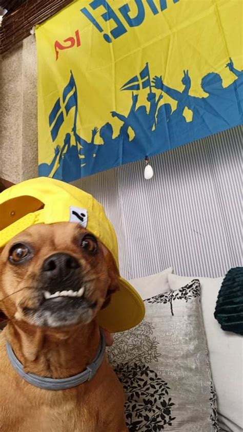 Dog With Cap Rdogswithhats