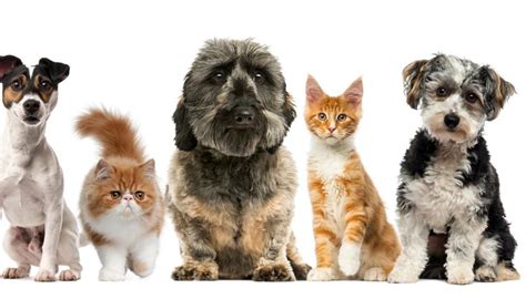 September 30, 2019 entry fee: Pet Contest Ideas | Animals - mom.me