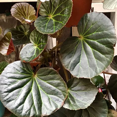 Love The Beautiful Foliage Of Begonia U514 Which Has Big Glossy Round