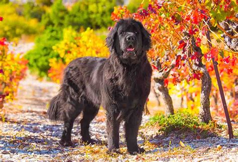 Newfoundland Dog Breed Profile Top Dog Tips