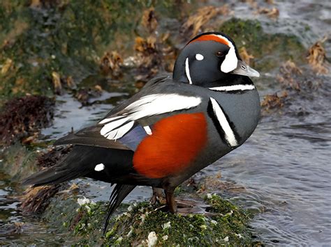 Harlequin Duck Hunting Waterfowlers Challenge