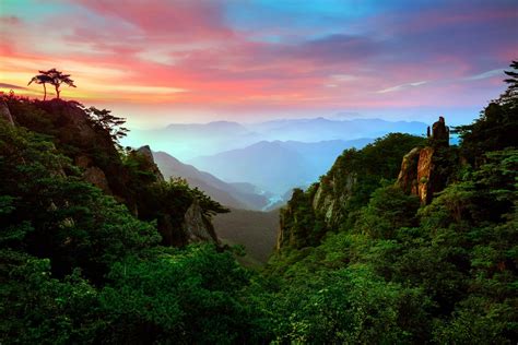Green Forest In The Mountains By Jae Youn Ryu