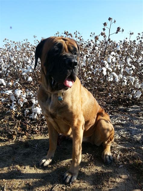Our Baby Zoe The Sweetest 4 Yr Old Female 140lb Apricot English