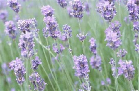 Cats will groom each other to spread a community scent, a common scent spread by saliva that mother cats will groom their kittens to clean them, spread a community scent, and to promote healthy digestion. Is Lavender Poisonous to Cats? - Pets
