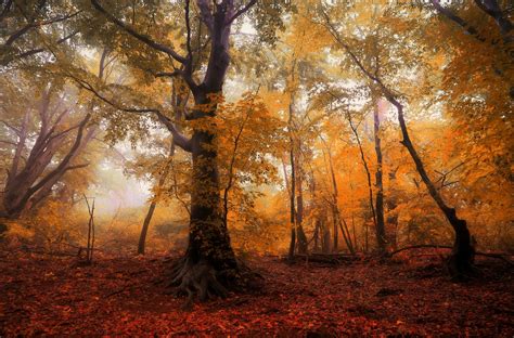 Forest Autumn Trees - Free photo on Pixabay