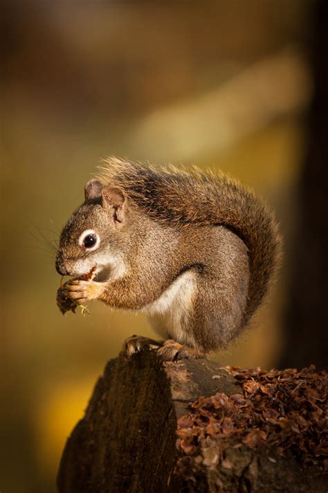 Squirrel Eating Nuts Pictures Download Free Images On Unsplash