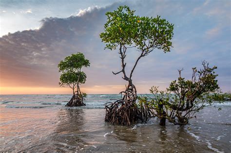 manfaat pohon bakau atau hutan mangrove bagi kehidupan lamudi