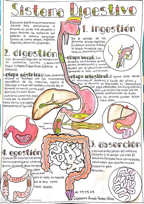 Sistema Digestivo Proceso Digestivo Dibujo Del Sistema Digestivo