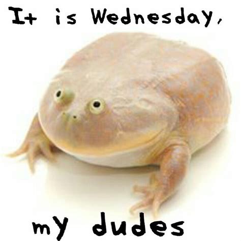 It Is Wednesday My Dudes Meme Reddit Frog Meirl Me Irl Meirl By