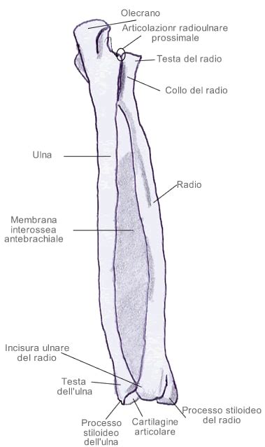 Radio e ulna: visione posteriore
