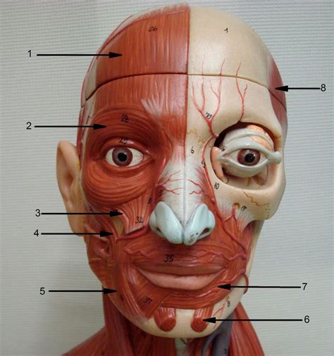 Now is a good time to pause the studying and. Human Muscle of Face - Human Anatomy Diagram | Human ...