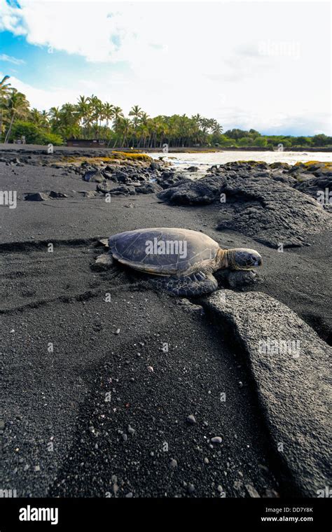 Hawksbill Sea Turtle Punaluu Black Sand Beach Insel Von Hawaii