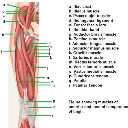 Muscle Attached To Femur