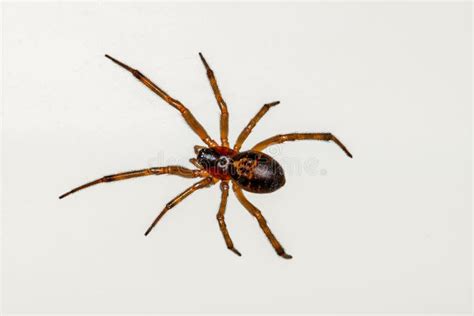 Common House Spider On A White Background Stock Image Image Of