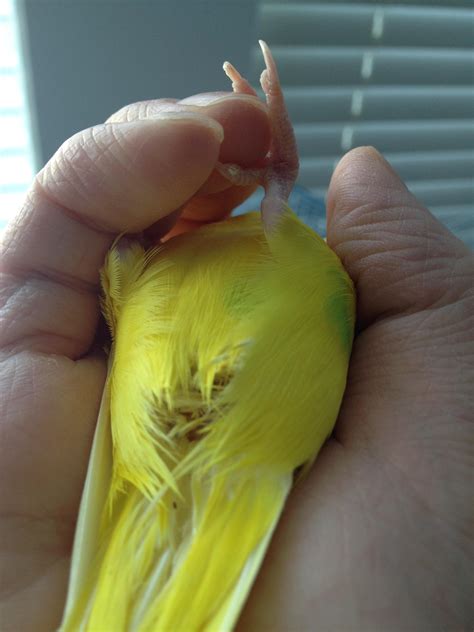 My Budgie Has Been Scratching His Vent Area Alot Talk Budgies Forums
