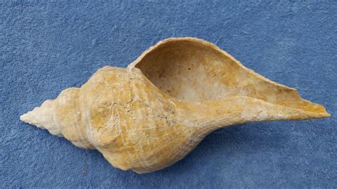 Giant Fossil Knobless Form Horse Conch From Florida Triplofusus