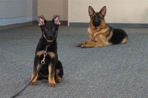 Cadence Female German Shepherd Puppy We Raised And Trained For Sale