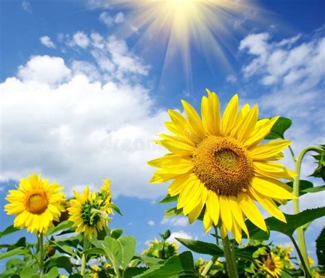 Girasoles Maravillosos Sobre El Cielo Azul Nublado Foto De Archivo