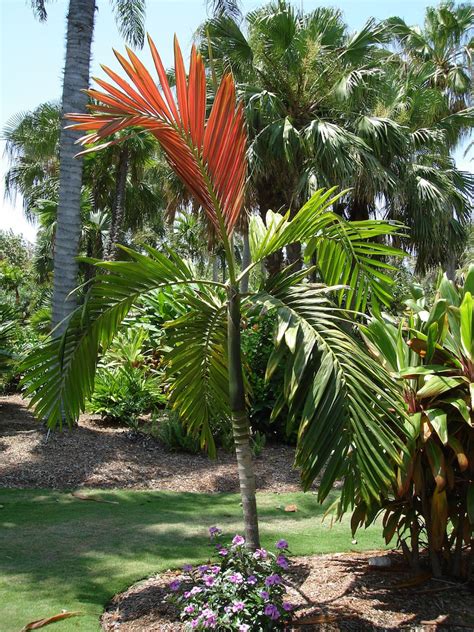 Red Feather Palm Live Plant In A 3 Gallon Growers Pot Etsy