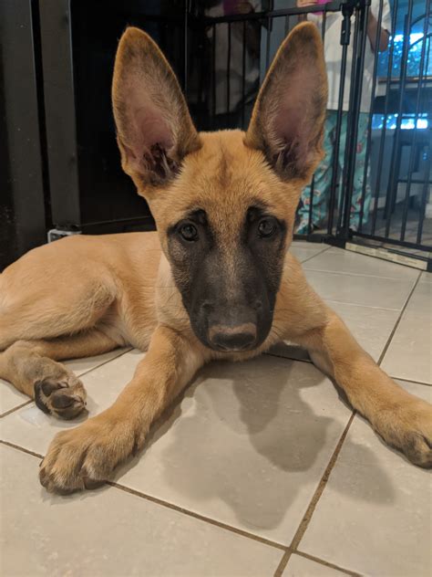 He came from police lines. Belgian Shepherd Dog (Malinois) Puppies For Sale ...
