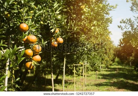 Orange Orchard Northern Thailand Stock Photo 1242727357 Shutterstock