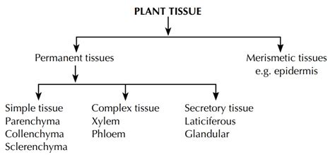 Study Of Different Tissue Systems Pharmacognosy