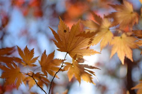 Free Images Branch Sunlight Flower Autumn Season Maple Tree