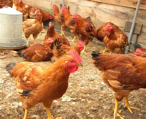 Poultry Farming For Beginners Modern Farming Methods