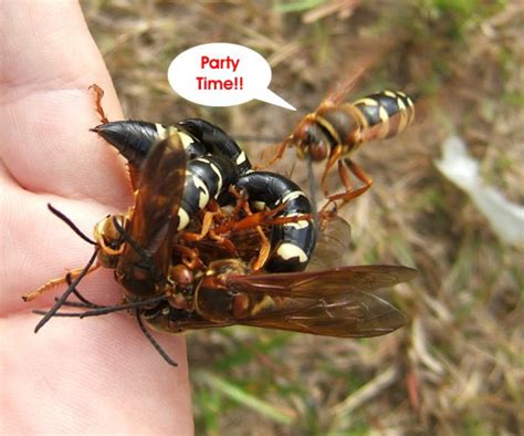 Cicada killers are large, solitary wasps in the family crabronidae. GC4C6XP The Swarm - Brood II (Traditional Cache) in North Carolina, United States created by Bite Me