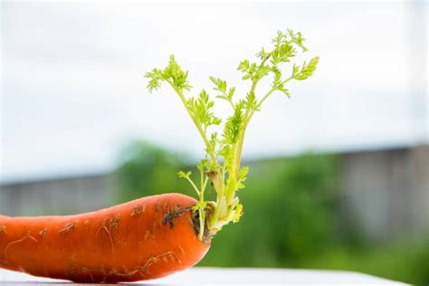 How Do Carrots Reproduce Its All About The Seeds